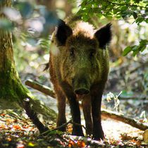 Wildschwein Kontakt von kattobello