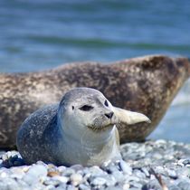 Robben Baby am Strand von Helgoland von kattobello