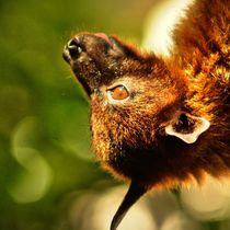 Flugfuchs Profil von kattobello