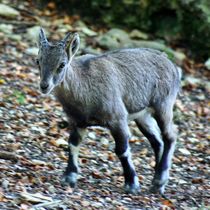 Steinbock Junges by kattobello