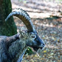 Steinbock Profil von kattobello