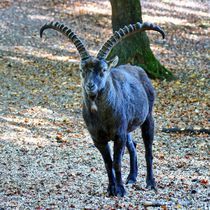 Steinbock im Wald by kattobello