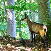 Gämse im Wald by kattobello