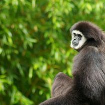 Gibbon im Dschungel by kattobello