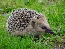 Igel auf Schnüffelkurs by kattobello