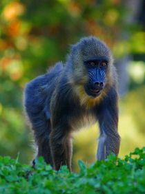 Mandrill Baby 2 by kattobello