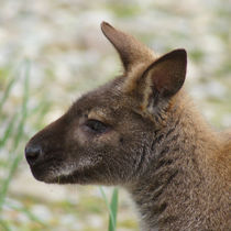 Wallaby Profil by kattobello