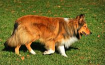 Langhaar Collie im Grünen von kattobello