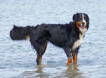 Berner Sennenhund in der Nordsee von kattobello