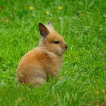 Hellbraunes Zwergkaninchen Baby by kattobello