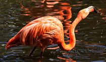Flamingo Trunk by kattobello
