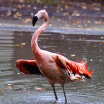 Flamingo Bad by kattobello