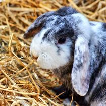 Widder Zwergkaninchen Portrait by kattobello