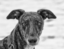 Galgo Espaniol Portrait by kattobello