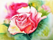 Rose, von Theodor Fischer
