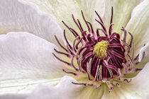 Clematis von Bettina Dittmann