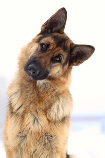 Adorable funny german shepherd portrait von past-presence-art