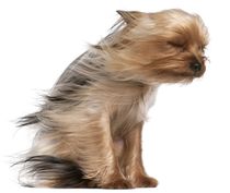 Yorkshire Terrier with Hair in the Wind by past-presence-art