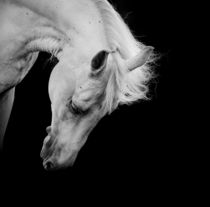 Stunning white horse on black looking down von past-presence-art