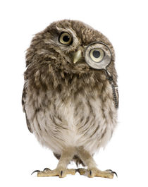 Adorable little owl wearing magnifying glass by past-presence-art