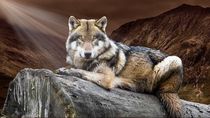 Wolf sitting on log von past-presence-art