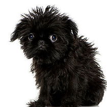 Affenpinscher puppy von past-presence-art