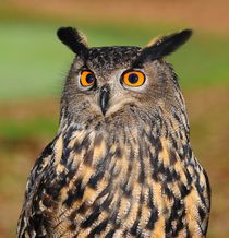 European eagle owl von past-presence-art