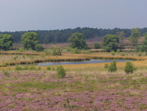 Heideblüte in den Maasdünen-2 by maja-310