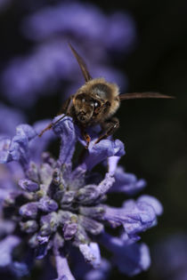 Bienen-Center Lavendel by Chris Berger