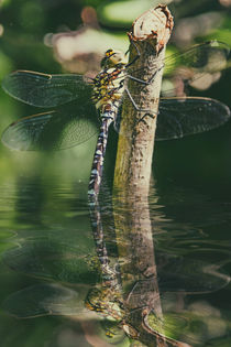 Elfenspiegel - Mosaikjungfer von Chris Berger