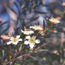 Summer Tea Tree by Karen Black