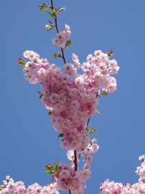 Kirschblüten Herz by kattobello