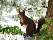 Eichhörnchen im Schnee by kattobello
