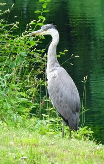 Graureiher am See by kattobello