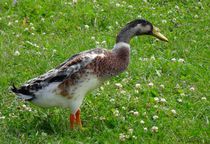 Indische Laufente im Grünen von kattobello