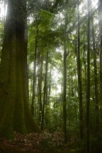 Minyon Rainforest - Nightcap National Park, Byron Hinterland Australia  von John Lechner