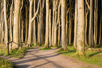 Küstenwald an der Ostsee bei Nienhagen by Rico Ködder