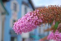 Münchner Jakobsweg: Blumenschmuck in Dießen... von loewenherz-artwork