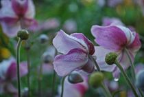 Münchner Jakobsweg: Schätze im morgendlichen Bauerngarten... by loewenherz-artwork