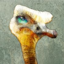 ostrich von ancello