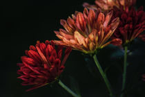 Herbst Ankündigung by Petra Dreiling-Schewe