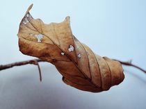 Das letzte Blatt by Renate Grobelny