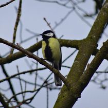 Kohlmeise im Baum von kattobello