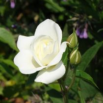 Weiße Rosenblüte by kattobello