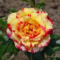 Rot gelbe Rosenblüte by kattobello