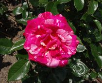 Rosa weiß gescheckte Rosenblüte by kattobello