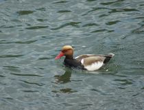 Kolbenenten in der Donau von kattobello