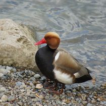 Kolbenente am Donauufer by kattobello