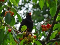 Amsel im Kirschbaum von kattobello