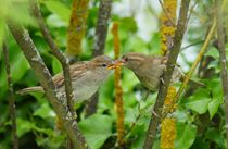 Ulmer Spatz bei der Brutpflege 4 by kattobello